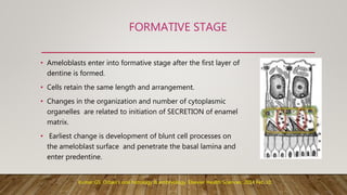 FORMATIVE STAGE
• Ameloblasts enter into formative stage after the first layer of
dentine is formed.
• Cells retain the same length and arrangement.
• Changes in the organization and number of cytoplasmic
organelles are related to initiation of SECRETION of enamel
matrix.
• Earliest change is development of blunt cell processes on
the ameloblast surface and penetrate the basal lamina and
enter predentine.
Kumar GS. Orban's oral histology & embryology. Elsevier Health Sciences; 2014 Feb 10.
 