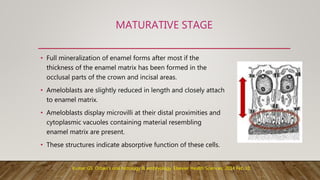 MATURATIVE STAGE
• Full mineralization of enamel forms after most if the
thickness of the enamel matrix has been formed in the
occlusal parts of the crown and incisal areas.
• Ameloblasts are slightly reduced in length and closely attach
to enamel matrix.
• Ameloblasts display microvilli at their distal proximities and
cytoplasmic vacuoles containing material resembling
enamel matrix are present.
• These structures indicate absorptive function of these cells.
Kumar GS. Orban's oral histology & embryology. Elsevier Health Sciences; 2014 Feb 10.
 