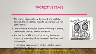 PROTECTIVE STAGE
• The enamel has completely developed, and has fully
calcified, the Ameloblasts cease to be arranged in a well-
defined layer.
• Cells then form a stratified epithelial covering of enamel,
the so-called reduced enamel epithelium.
• The function of REE is that of protecting the mature
enamel by separating it from the connective tissue until
tooth erupts.
• If connective tissue comes in contact with the enamel,
anomalies may develop.
Kumar GS. Orban's oral histology & embryology. Elsevier Health Sciences; 2014 Feb 10.
 