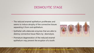 DESMOLYTIC STAGE
• The reduced enamel epithelium proliferates and
seems to induce atrophy of the connective tissues
separating it from oral epithelium.
• Epithelial cells elaborate enzymes that are able to
destroy connective tissue fibers by desmolysis.
• Premature degeneration of the reduced enamel
epithelium may prevent the eruption of a tooth.
Kumar GS. Orban's oral histology & embryology. Elsevier Health Sciences; 2014 Feb 10.
 