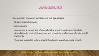 AMELOGENESIS
Amelogenesis or enamel formation is a two step process.
Organic matrix formation
Mineralization
• Amelogenin a component of enamel matrix proteins, undergo extracellular
degradation by proteolytic enzymes and break into smaller low molecular weight
fragments.
• These are suggested to have specific function in regulating crystal growth.
Kumar GS. Orban's oral histology & embryology. Elsevier Health Sciences; 2014 Feb 10.
 