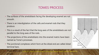 TOMES PROCESS
• The surfaces of the ameloblasts facing the developing enamel are not
smooth.
• There is an interdigitation of the cells and enamel rods that they
produce.
• This is a result of the fact that the long axes of the ameloblasts are not
parallel to the long axes of the rods.
• The projections of the ameloblasts into the enamel matrix have been
named as Tome’s processes.
• The junctional complexes which form at the distal end are called distal
terminal bars.
• These terminal bars separate the Tome’s processes from the cell
proper.
Kumar GS. Orban's oral histology & embryology. Elsevier Health Sciences; 2014 Feb 10.
 