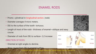 ENAMEL RODS
• Prisms- cylindrical in longitudinal section. (rods)
• Diameter averages 4 micro meters.
• DEJ to the surface of the tooth- tortuous.
• Length of most of the rods> thickness of enamel—oblique and wavy
course.
• Diameter of rods from DEJ to surface= 1:2 increase
DIRECTION OF RODS:
• Oriented at right angles to dentine.
• Wavy course from DEJ to enamel surface.
Kumar GS. Orban's oral histology & embryology. Elsevier Health Sciences; 2014 Feb 10.
 