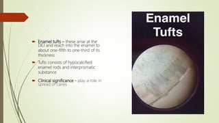  Enamel tufts – these arise at the
DEJ and reach into the enamel to
about one-fifth to one-third of its
thickness
 Tufts consists of hypocalcified
enamel rods and interprismatic
substance
 Clinical significance - play a role in
spread of caries
 