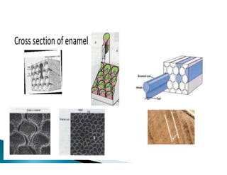 Enamel