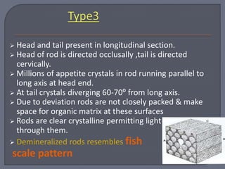  Head and tail present in longitudinal section.
 Head of rod is directed occlusally ,tail is directed
cervically.
 Millions of appetite crystals in rod running parallel to
long axis at head end.
 At tail crystals diverging 60-70º from long axis.
 Due to deviation rods are not closely packed & make
space for organic matrix at these surfaces
 Rods are clear crystalline permitting light to pass
through them.
 Demineralized rods resembles fish
scale pattern
 