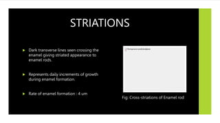 STRIATIONS
 Dark transverse lines seen crossing the
enamel giving striated appearance to
enamel rods.
 Represents daily increments of growth
during enamel formation.
 Rate of enamel formation : 4 um
Fig: Cross-striations of Enamel rod
 