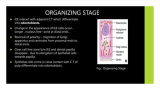 ORGANIZING STAGE
 IEE interact with adjacent C.T which differentiate
into odontoblasts.
 Change in the appearance of IEE cells occur-
longer , nucleus free –zone at distal ends .
 Reversal of polarity – migration of Golgi
apparatus and centrioles from proximal ends to
distal ends.
 Clear cell free zone b/w IEE and dental papilla
disappear , due to elongation of epithelial cells
towards papilla.
 Epithelial cells come in close contact with C.T of
pulp differentiate into odontoblasts.
Fig : Organizing Stage
 