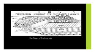 Fig : Stages of Amelogenesis
 