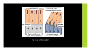 Fig : Enamel Formation
 