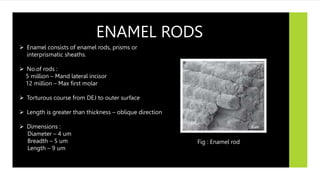 ENAMEL RODS
 Enamel consists of enamel rods, prisms or
interprismatic sheaths.
 No.of rods :
5 million – Mand lateral incisor
12 million – Max first molar
 Torturous course from DEJ to outer surface
 Length is greater than thickness – oblique direction
 Dimensions :
Diameter – 4 um
Breadth – 5 um
Length – 9 um
Fig : Enamel rod
 