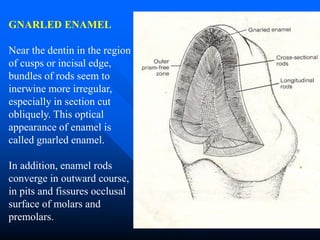 Interlocking Enamel Rods TOOTH ENAMEL - HISTOPATHOLOGY FOR STUDENTS | PPT