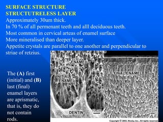 Tooth Retzius TOOTH ENAMEL - HISTOPATHOLOGY FOR STUDENTS | PPT
