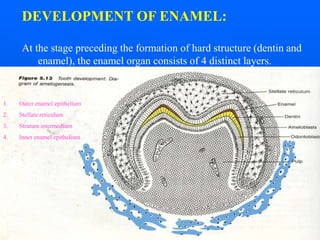 TOOTH ENAMEL - HISTOPATHOLOGY FOR STUDENTS | PPT