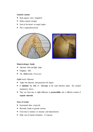 Gnarled enamel
 Rods appear more irregularly
 Makes enamel stronger
 Seen in the incisal or cuspal region
 This is hypermineralized.
Hunterschrager bands
 Alternate dark and light strips.
 Originate- DEJ
 The Dark bands- Parazones
Light bands- Diazones
 Angle btw diazones and parazones-40 degree
 It minimize the risk of cleavage in the axial direction under the occlusal
masticatory forces
 They are form due to slight difference in permeability and a different content of
organic material.
Strae of retzius
 Incremental lines of growth
 Brownish bands in ground sections
 Form due to variation in structure and mineralization
 Daily rate of enamel formation- 3.5 microns
 