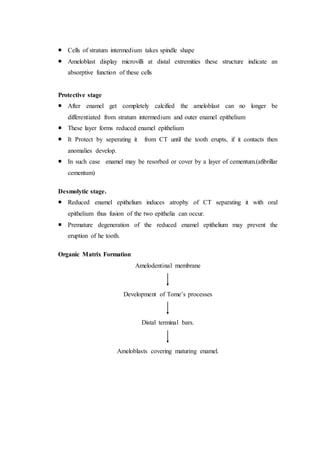  Cells of stratum intermedium takes spindle shape
 Ameloblast display microvilli at distal extremities these structure indicate an
absorptive function of these cells
Protective stage
 After enamel get completely calcified the ameloblast can no longer be
differentiated from stratum intermedium and outer enamel epithelium
 These layer forms reduced enamel epithelium
 It Protect by seperating it from CT until the tooth erupts, if it contacts then
anomalies develop.
 In such case enamel may be resorbed or cover by a layer of cementum.(afibrillar
cementum)
Desmolytic stage.
 Reduced enamel epithelium induces atrophy of CT separating it with oral
epithelium thus fusion of the two epithelia can occur.
 Premature degeneration of the reduced enamel epithelium may prevent the
eruption of he tooth.
Organic Matrix Formation
Amelodentinal membrane
Development of Tome’s processes
Distal terminal bars.
Ameloblasts covering maturing enamel.
 