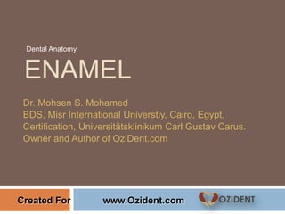 ENAMEL
Dr. Mohsen S. Mohamed
BDS, Misr International Universtiy, Cairo, Egypt.
Certification, Universitätsklinikum Carl Gustav Carus.
Owner and Author of OziDent.com
Dental Anatomy
Created For www.Ozident.com
 
