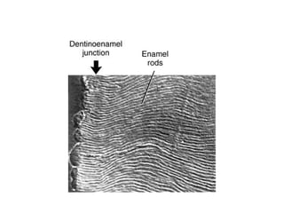 Enamel Normal Map Comprehensive Overview of Enamel: Structure, Properties, and Formation ...