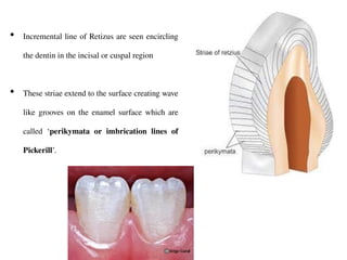 Comprehensive Overview of Enamel: Structure, Properties, and Formation ...