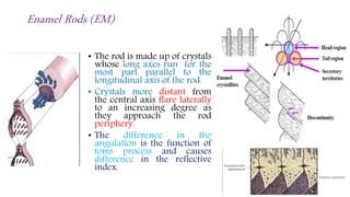 Interlocking Enamel Rods Enamel & amelogenesis part 2 | PPTX