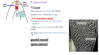 Enamel & amelogenesis part 2 | PPTX