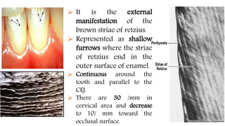 Tooth Retzius Enamel & amelogenesis part 2 | PPTX