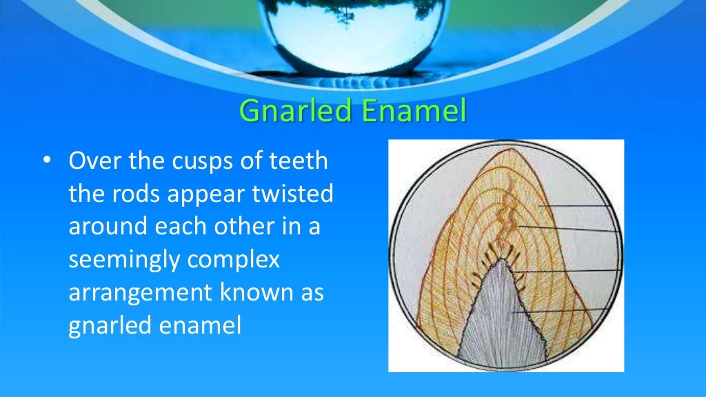 Enamel composition and structure