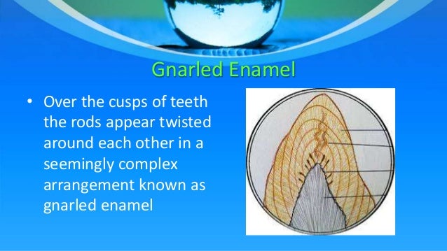 Enamel composition and structure