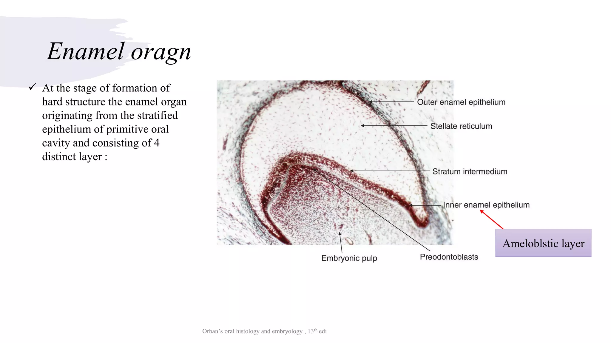 Enamel defects | PDF
