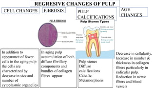 Pulp Bundle ENAMEL,DENTIN,PULP,CEMENTUM AND PDL,PDL.pptx