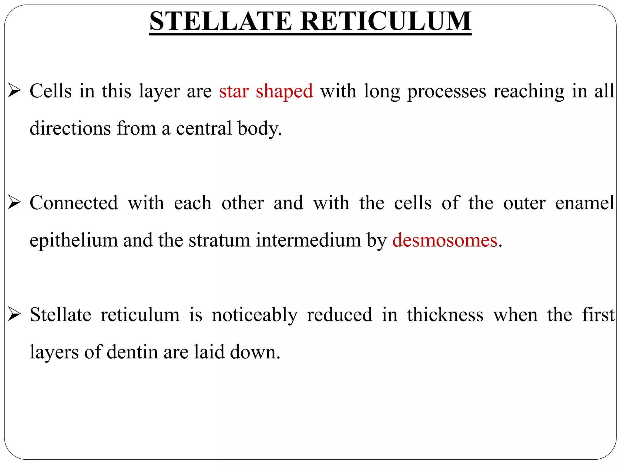 Stella Reticulum Enamel | PPTX