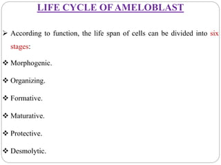 LIFE CYCLE OFAMELOBLAST
 According to function, the life span of cells can be divided into six
stages:
 Morphogenic.
 Organizing.
 Formative.
 Maturative.
 Protective.
 Desmolytic.
 