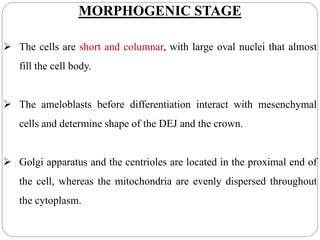 MORPHOGENIC STAGE
 The cells are short and columnar, with large oval nuclei that almost
fill the cell body.
 The ameloblasts before differentiation interact with mesenchymal
cells and determine shape of the DEJ and the crown.
 Golgi apparatus and the centrioles are located in the proximal end of
the cell, whereas the mitochondria are evenly dispersed throughout
the cytoplasm.
 