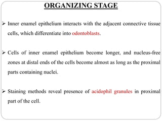 ORGANIZING STAGE
 Inner enamel epithelium interacts with the adjacent connective tissue
cells, which differentiate into odontoblasts.
 Cells of inner enamel epithelium become longer, and nucleus-free
zones at distal ends of the cells become almost as long as the proximal
parts containing nuclei.
 Staining methods reveal presence of acidophil granules in proximal
part of the cell.
 
