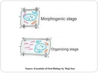 Source: Essentials of Oral Biology by Maji Jose
 