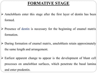 FORMATIVE STAGE
 Ameloblasts enter this stage after the first layer of dentin has been
formed.
 Presence of dentin is necessary for the beginning of enamel matrix
formation.
 During formation of enamel matrix, ameloblasts retain approximately
the same length and arrangement.
 Earliest apparent change to appear is the development of blunt cell
processes on ameloblast surfaces, which penetrate the basal lamina
and enter predentin.
 