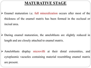 MATURATIVE STAGE
 Enamel maturation i.e. full mineralization occurs after most of the
thickness of the enamel matrix has been formed in the occlusal or
incisal area.
 During enamel maturation, the ameloblasts are slightly reduced in
length and are closely attached to enamel matrix.
 Ameloblasts display microvilli at their distal extremities, and
cytoplasmic vacuoles containing material resembling enamel matrix
are present.
 