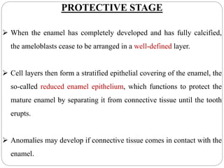 PROTECTIVE STAGE
 When the enamel has completely developed and has fully calcified,
the ameloblasts cease to be arranged in a well-defined layer.
 Cell layers then form a stratified epithelial covering of the enamel, the
so-called reduced enamel epithelium, which functions to protect the
mature enamel by separating it from connective tissue until the tooth
erupts.
 Anomalies may develop if connective tissue comes in contact with the
enamel.
 