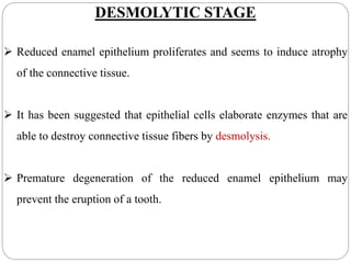 DESMOLYTIC STAGE
 Reduced enamel epithelium proliferates and seems to induce atrophy
of the connective tissue.
 It has been suggested that epithelial cells elaborate enzymes that are
able to destroy connective tissue fibers by desmolysis.
 Premature degeneration of the reduced enamel epithelium may
prevent the eruption of a tooth.
 