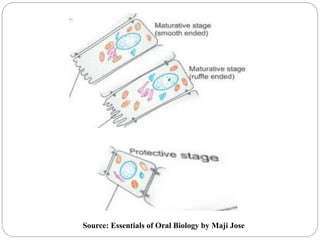 Source: Essentials of Oral Biology by Maji Jose
 