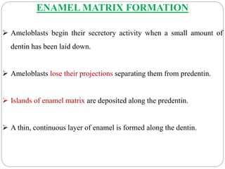 ENAMEL MATRIX FORMATION
 Ameloblasts begin their secretory activity when a small amount of
dentin has been laid down.
 Ameloblasts lose their projections separating them from predentin.
 Islands of enamel matrix are deposited along the predentin.
 A thin, continuous layer of enamel is formed along the dentin.
 