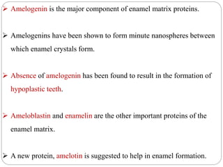  Amelogenin is the major component of enamel matrix proteins.
 Amelogenins have been shown to form minute nanospheres between
which enamel crystals form.
 Absence of amelogenin has been found to result in the formation of
hypoplastic teeth.
 Ameloblastin and enamelin are the other important proteins of the
enamel matrix.
 A new protein, amelotin is suggested to help in enamel formation.
 