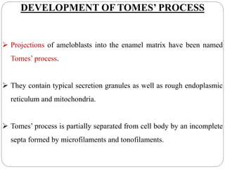 DEVELOPMENT OF TOMES’ PROCESS
 Projections of ameloblasts into the enamel matrix have been named
Tomes’ process.
 They contain typical secretion granules as well as rough endoplasmic
reticulum and mitochondria.
 Tomes’ process is partially separated from cell body by an incomplete
septa formed by microfilaments and tonofilaments.
 