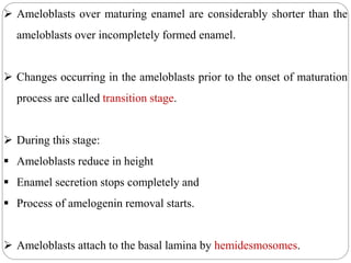  Ameloblasts over maturing enamel are considerably shorter than the
ameloblasts over incompletely formed enamel.
 Changes occurring in the ameloblasts prior to the onset of maturation
process are called transition stage.
 During this stage:
 Ameloblasts reduce in height
 Enamel secretion stops completely and
 Process of amelogenin removal starts.
 Ameloblasts attach to the basal lamina by hemidesmosomes.
 