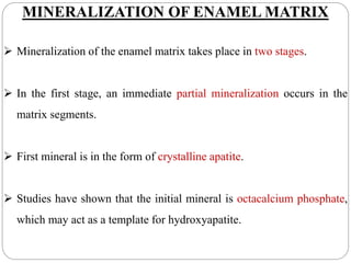 MINERALIZATION OF ENAMEL MATRIX
 Mineralization of the enamel matrix takes place in two stages.
 In the first stage, an immediate partial mineralization occurs in the
matrix segments.
 First mineral is in the form of crystalline apatite.
 Studies have shown that the initial mineral is octacalcium phosphate,
which may act as a template for hydroxyapatite.
 