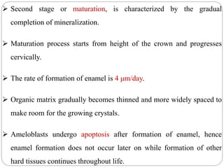  Second stage or maturation, is characterized by the gradual
completion of mineralization.
 Maturation process starts from height of the crown and progresses
cervically.
 The rate of formation of enamel is 4 μm/day.
 Organic matrix gradually becomes thinned and more widely spaced to
make room for the growing crystals.
 Ameloblasts undergo apoptosis after formation of enamel, hence
enamel formation does not occur later on while formation of other
hard tissues continues throughout life.
 