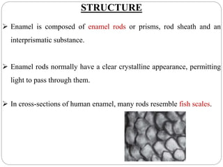 STRUCTURE
 Enamel is composed of enamel rods or prisms, rod sheath and an
interprismatic substance.
 Enamel rods normally have a clear crystalline appearance, permitting
light to pass through them.
 In cross-sections of human enamel, many rods resemble fish scales.
 