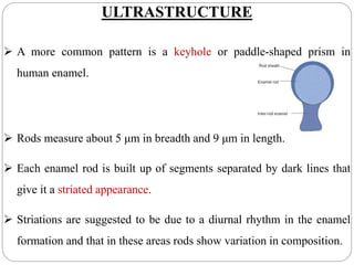 ULTRASTRUCTURE
 A more common pattern is a keyhole or paddle-shaped prism in
human enamel.
 Rods measure about 5 μm in breadth and 9 μm in length.
 Each enamel rod is built up of segments separated by dark lines that
give it a striated appearance.
 Striations are suggested to be due to a diurnal rhythm in the enamel
formation and that in these areas rods show variation in composition.
 