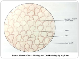 Source: Manual of Oral Histology and Oral Pathology by Maji Jose
 