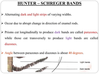 HUNTER – SCHREGER BANDS
 Alternating dark and light strips of varying widths.
 Occur due to abrupt change in direction of enamel rods.
 Prisms cut longitudinally to produce dark bands are called parazones,
while those cut transversely to produce light bands are called
diazones.
 Angle between parazones and diazones is about 40 degrees.
 